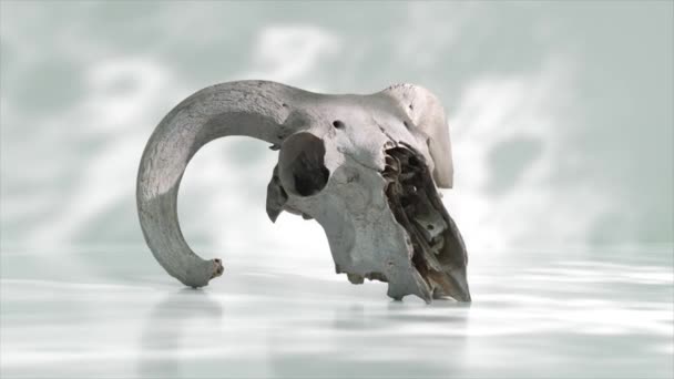 一个3D渲染的山羊头盖骨从一个反射的表面显现出来 设置在一个沉默的背景下 — 图库视频影像