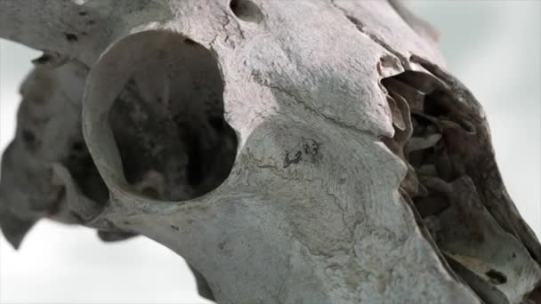 3Dレンダリングされたヤギの頭蓋骨のクローズアップ テクスチャの詳細と深さを示す — ストック動画