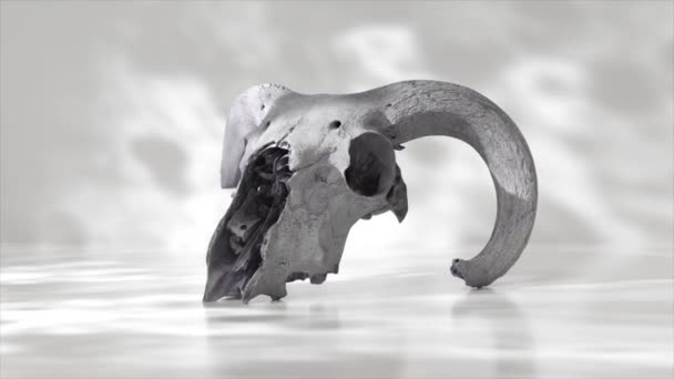 3Dレンダリングされたヤギの頭蓋骨は 反射された背景に対して設定された反射面から現れます — ストック動画