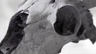 3 boyutlu bir keçi kafatasına yakın plan, desenli detaylar ve derinlik.