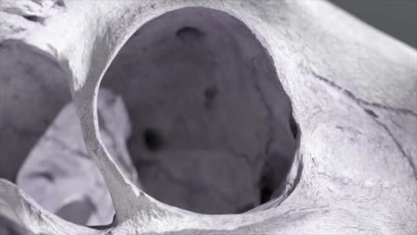 Close Crânio Cabra Renderizado Mostrando Detalhes Texturizados Profundidade — Vídeo de Stock