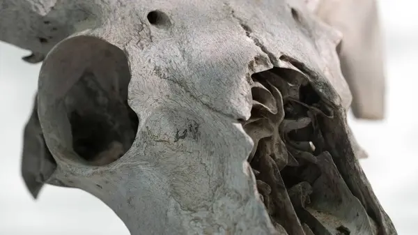 Close-up on a 3D rendered goat skull, showcasing textured detail and depth.