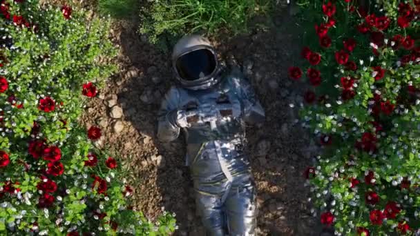 Астронавт Стоїть Серед Яскравого Ліжка Червоних Білих Квітів Безтурботного Злиття — стокове відео
