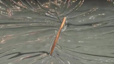 Açık bir sıvı yüzeye yakın çekim. Akan çarpıtmaları ve dalgalanmaları gösteriyor. Tahta bir çubuk kısmen sıvıya batırılmış..