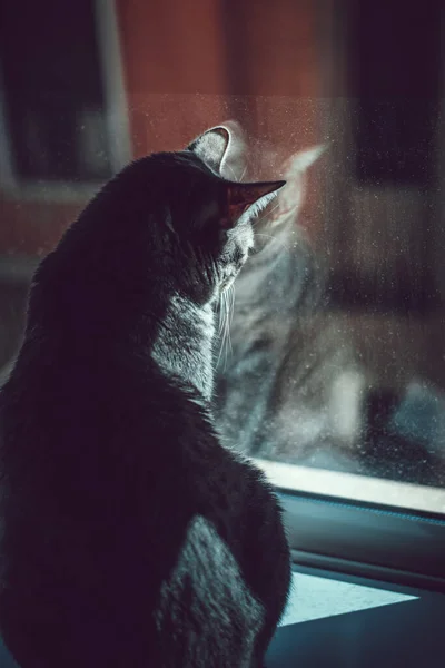 Сірий Домашній Кіт Сидить Підвіконні Дивиться Вікно — стокове фото