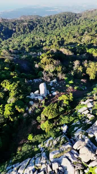 Вид Зверху Зелений Ліс Листям Весняне Тепле Сонячне Світло Пенінья — стокове відео