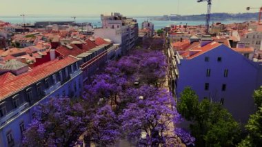 Jacaranda Çiçek açan Mor Ağaçlar 'la uçarken hava görüntüsü oluşturuluyor. Avenida Dom Carlos, Lizbon, Portekiz. Yüksek kalite 4k görüntü