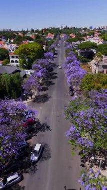 Lizbon 'daki Belem' deki yerleşim alanlarının hava görüntülerini alıyorum. Bulvarın üzerinde uçarken lanet olası bir jakaranda gördüm. Yüksek kalite 4k görüntü