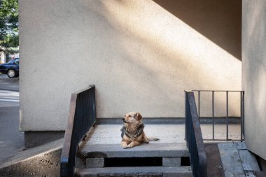 Fotojenik sokak köpeği Sırbistan 'ın Arandjelovac kentindeki bir sokakta poz veriyor ve aylak aylak dolaşıyor. Lutalica olarak da adlandırılan bu köpekler Balkanlar ve Serbi 'de yoğun olarak bulunuyorlar.