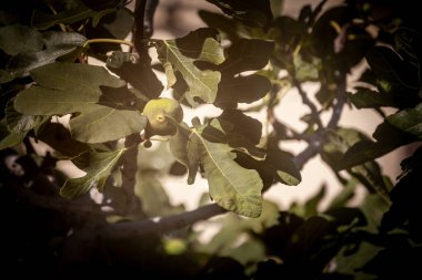 İncir ağacında, dallarla ve yapraklarla çevrili yeşil bir incirde seçici bir bulanıklık. İncirler Akdeniz kökenli Ficus Carica ailesinden.