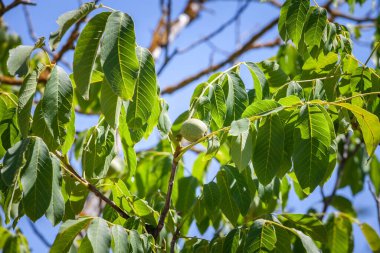 Yeşil, olgunlaşmamış ceviz, Juglan rejiminden, İran, Karpatya, Madeira ya da yaygın ceviz olarak da bilinir, yazın bir ağaçta. Avrupa 'daki en yaygın fındık.