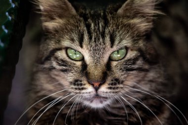Selective blur on a determined stray tabby cat, looking and staring at the camera with its green eyes in the streets of Istanbul, Turkey, known for its street stray cat population.