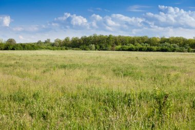 Grass field, set aside, a fallow field, uncultivated, with its typical green color, at spring, with some trees blooming and blossoming in Voivodina, the most agricultural part of Serbia