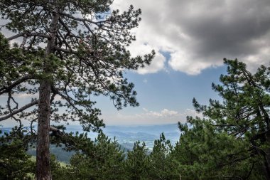 panorama seen from above of the divcibare mountains and the tometino polje plain in Divcibare, a major mountain resort of Serbia, surrounded by fir trees and pine forest