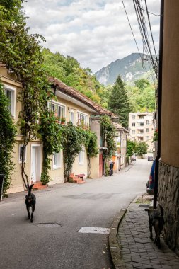 BAILE HERCULANE - 15 Eylül 2022: Baile Herculane 'deki tipik Romen kırsal caddesi, tek tek evleri olan, başıboş bir köpeği olan.