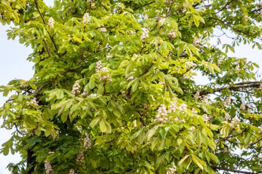 Bir Castanea Sativa dalında seçici bulanıklık ve baharda çiçek açan yeşil yapraklı kestane ağacı yapraklarına odaklanma. Ayrıca tatlı kestane de denir, Avrupa 'da çok yaygın bir ağaçtır..