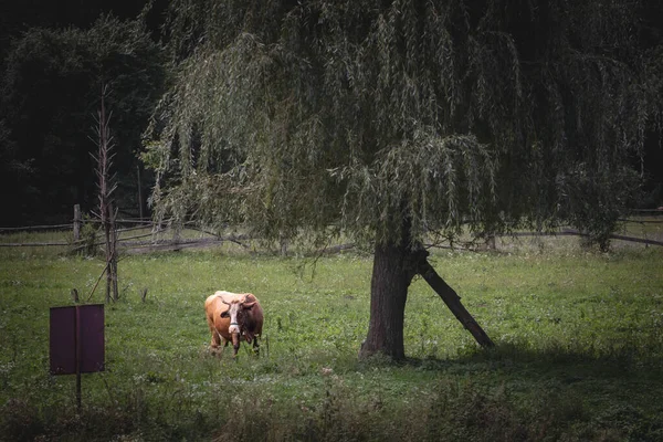 Selective Blur Brown Cow Grazing Field Romanian Countryside Baile Herculane — Stock Photo, Image