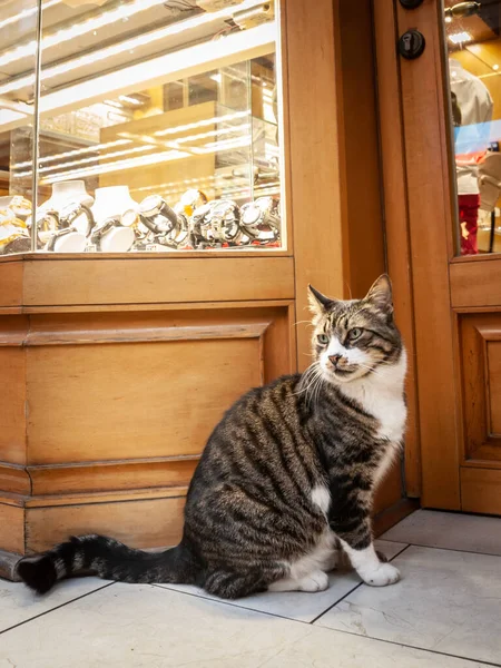 stock image ISTANBUL, TURKEY - MAY 22, 2022: Turkish stray cat, white and tabby, sitting and posing in front of in front of a Jewelry store, in the streets of Istanbul, turkey, a city known for its cats.