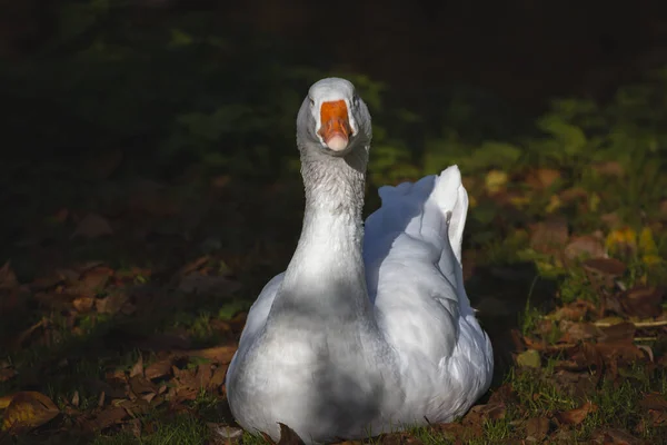 Pictures Goose White Grey Belonging Family Domestic Goose Standing Lawn — Stock Photo, Image