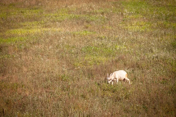 Junge Ziege Ein Weißes Baby Steht Auf Der Wiese Und — Stockfoto
