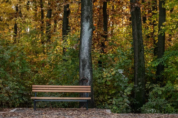 Zblízka Stromech Žlutými Hnědými Suchými Listy Podzim Dřevěnou Lavičkou Lesích — Stock fotografie