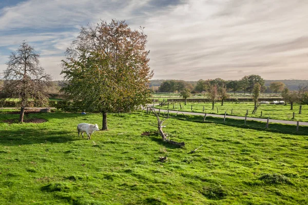 Selective Blur White Cow Grazing Field Dutch Countryside Farm Pastures — Stock Photo, Image
