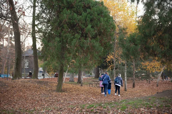 Pancevo Serbia November 2021 Pancevo Gradski Park 공원의 가을에 나무들 — 스톡 사진