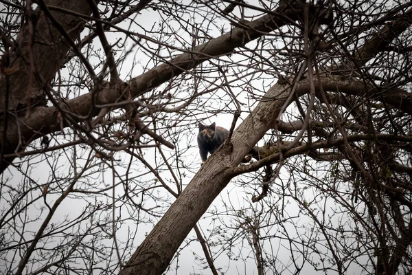 Selektivní Rozmazání Podivné Zbloudilé Kočce Kalikové Stojící Šplhající Větve Stromu — Stock fotografie