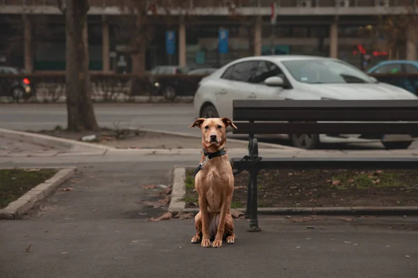 stock image Selective blur on a dog waiting for his owner in a street of novi sad, serbia, sitting, disciplined and patient, on a dog leash next to a bench.