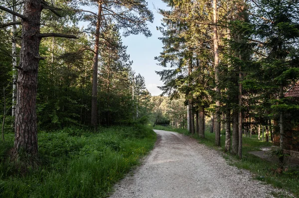 ヨーロッパの深い森の中セルビアのディビベアのバルカン山脈の典型的な山の森の中の松やモミの木の中のダートパス — ストック写真
