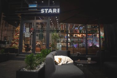 BELGRAD, SERBIA - 7 HAZİRAN 2023: Başıboş bir köpek, bir lutalika üzerindeki seçici bulanıklık, kışın Belgrad Starbucks Kafe 'nin soğuk kanepelerinde uyuyor. Balkanlar 'da sokak köpekleri yaygın.