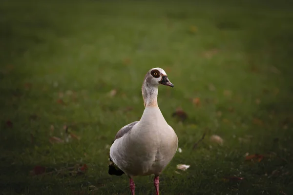 Selective Blur Egyptian Goose Posing Grass Park Bonn Germany Called — Stock Photo, Image