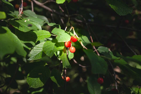 Selective Blur Three Red Cherries Hanging Tree Surrounded Green Leaves — Stock Photo, Image