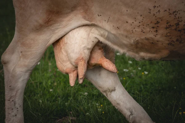 Selektywna Plama Wymionach Krów Krowy Spacerującej Pastwisku Trawiastym Wiejskim Środowisku — Zdjęcie stockowe