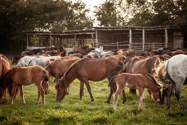 Selective blur on a group, a herd of horses, brown & white at sunset, in Zasavica, Serbia, eating and grazing horse in a traditional rural farm landscape. Equidae are a symbol of countryside animals.