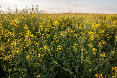 Sarı bir çiçek tarlasının panoramasında seçici bulanıklık baharda açan kolza tohumu güneşli bir günbatımında. Ayrıca brassica napus ya da kanola olarak da bilinir. Petrol için yetiştirilmiş bir bitkidir..