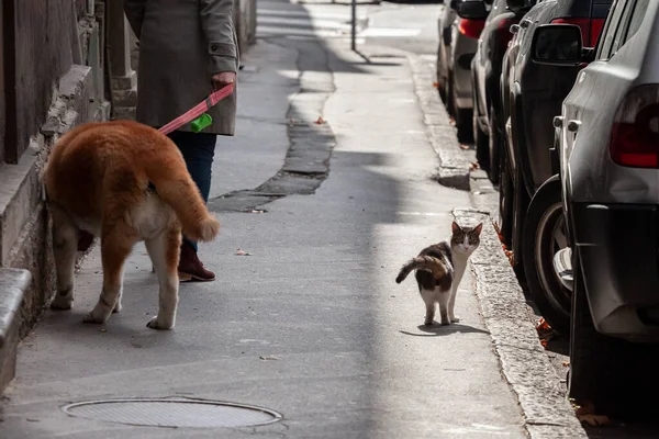 Bianco Tabby Cat Gatto Randagio Che Cammina Una Strada Belgrado — Foto Stock