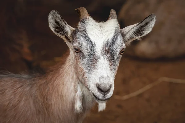 Selective Blur Portrait Young Goat Kid Baby Standing Looking Camera — Stock Photo, Image