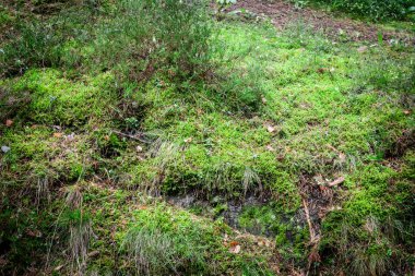 Kayadaki yosunlarda seçici bulanıklık, sonbaharda Letonya 'daki bir Avrupa ormanında yosun yeşili. Moss, bitki familyasının bir parçasıdır..