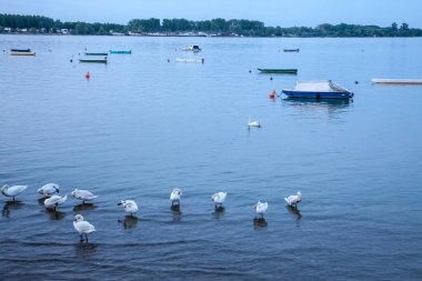 Seçici bulanıklık, bazıları Zemun 'daki Tuna Nehri' nde hız bulanıklığı olan bir Kuğu Sürüsü. Kuğular, ya da cygnus, soğuk bir alacakaranlık gecesinde Avrupa nehirlerindeki beyaz kuşlardır..