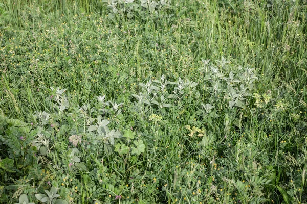 Selective Blur Summer Flowers Uncut Her Grass Field Set Aside — стоковое фото
