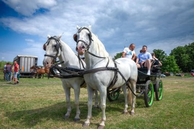 RUMA, SERBIA - 25 Haziran 2023: Erkekler, arabacılar hakkında seçici bulanıklık, posta arabası sürücüsü, Rumska Straparijada 'da iki beyaz atın kullandığı bir taksici, atlara adanmış tarım pazarı.