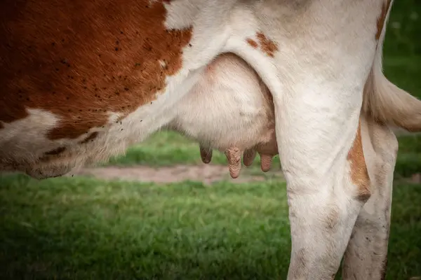 Stock image Selective blur on cow udders on a cow walking in a grass pasture in a rural agricultural environment, in a farm specialized milk production and bovine.