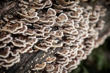 Makro çekim ve seçici bulanıklık hindi kuyruğu mantarı, çürüyen ahşap mantar, nemli bir çevre ormanında çürüyen bir ahşap gövde, yavaş yavaş ahşap yok.