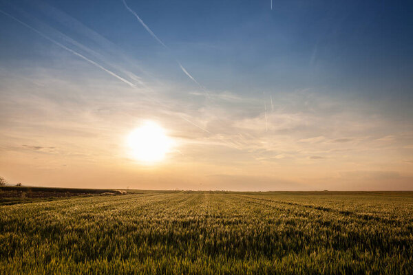 пшеничное поле, зеленого цвета, в солнечный полдень сумерки с голубым небом, в типичном сербском сельскохозяйственном ландшафте, в весенний сезон, в Воеводине, на фоне солнца.