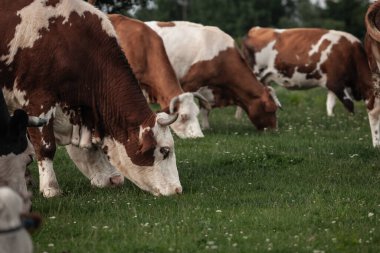 Sırp otlağında otlayan ve ot yiyen tipik kahverengi ve beyaz kürklü Holstein frizya ineği sürüsünün seçici bulanıklığı. Holstein, süt ürünleriyle tanınan bir inek cinsidir..
