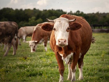 Frizya ineğinin portresindeki seçici bulanıklık, tipik kahverengi ve beyaz kürkü ile kameraya bakıyor. Holstein, süt ürünleriyle tanınan bir inek cinsidir..