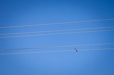 Tek bir kırlangıç kuşunda seçici bulanıklık, ya da testere kanadı, bir elektrik hattında, bir elektrik kablosunda, Sırbistan 'da, mavi bir gökyüzünün önünde tek başına duruyor..