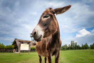 Sırbistan 'ın Zasavica kentindeki kameraya kararlı bir bakışla eşeğin üzerindeki seçici bulanıklık. Equus Asinus veya evcil eşek, bir sığır çiftliği hayvanıdır..
