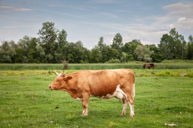 Frizya ineğinin portresindeki seçici bulanıklık. Tipik kahverengi ve beyaz kürkü çayırda duruyor. Holstein, süt ürünleriyle tanınan bir inek cinsidir..